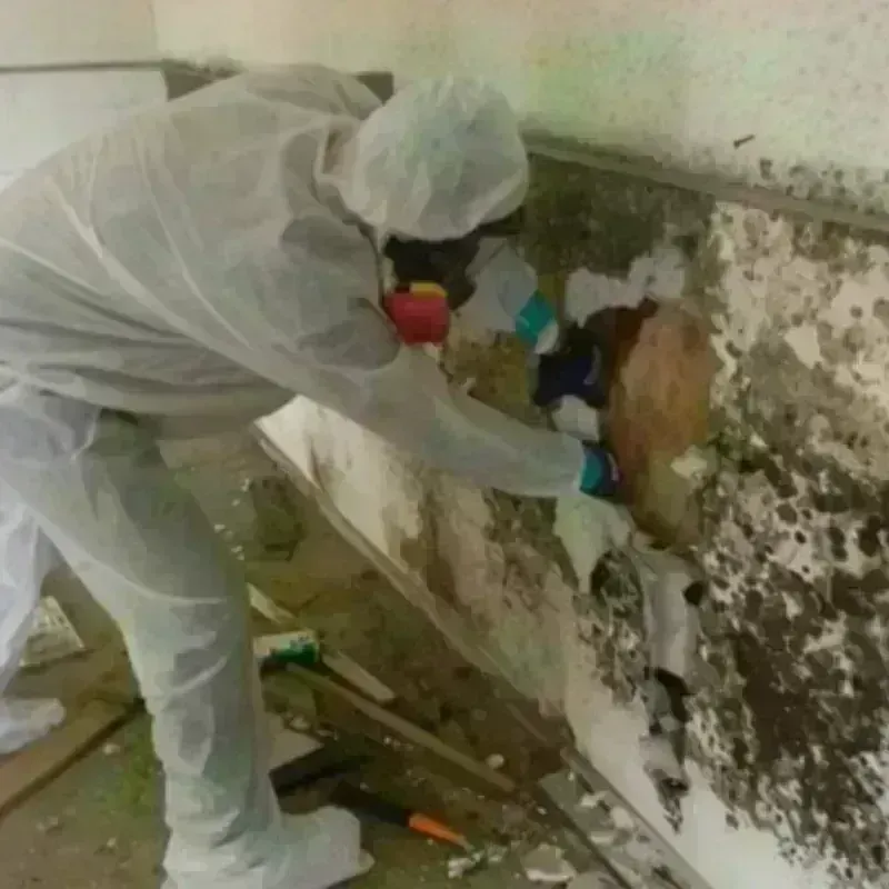 Mold Remediation and Removal in Putney, GA